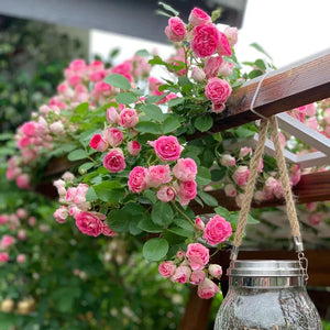 Climbing Rose Seeds